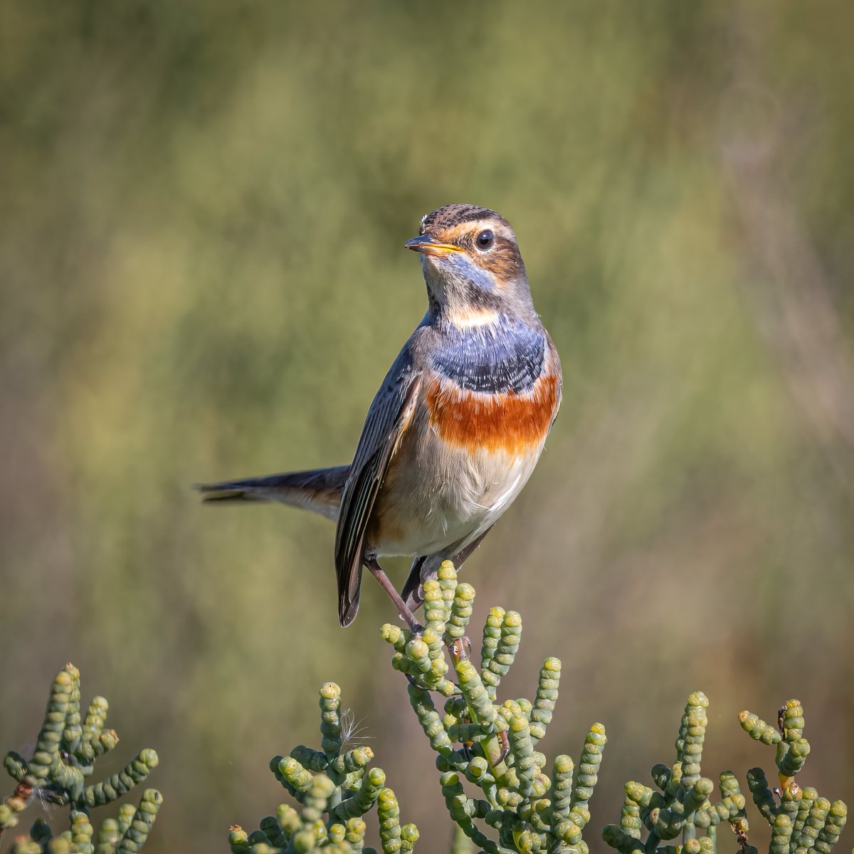 EbroDelta's tweet photo. BIRDING IN SPAIN | Bluethroat | Bird watching on the Ebro Delta https://t.co/q2BoO84IFu via @YouTube https://t.co/BQoKoaWC6p