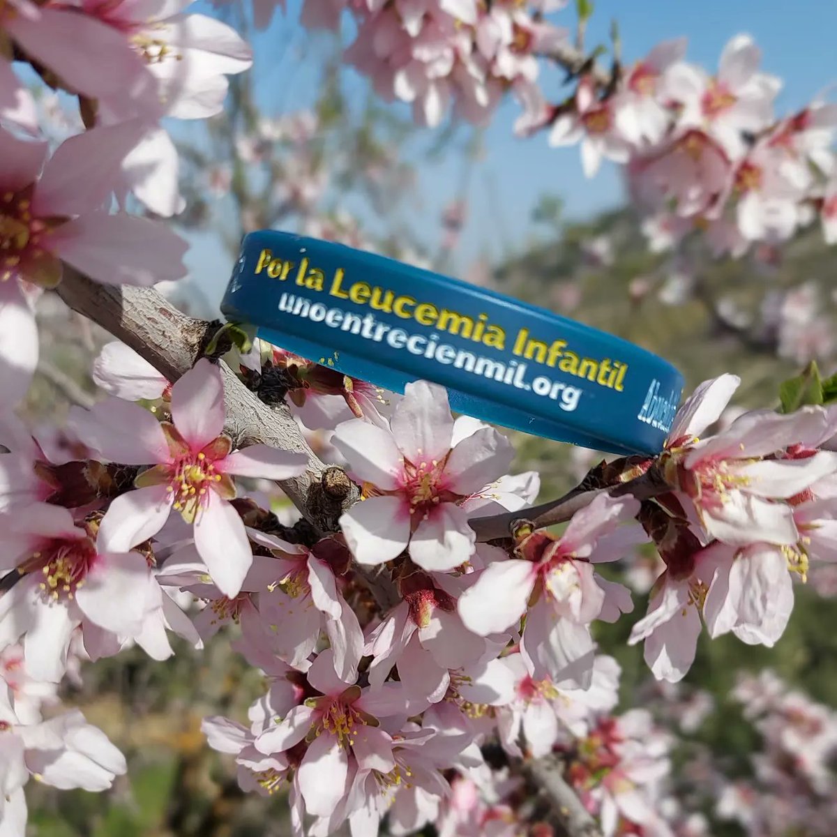 Javrubi73's tweet photo. Seguimooos! Despacito pero sin pausa. Hoy con mi compañero de fatigas y disfrutando de la Sierra y sus almendros en flor. Vamooooooos 💪
@1000km_xlasonrisainfantil 
#corroporlainvestigacionleucemiainfantil 
@unoentrecienmil 

Muchísimas gracias por vuestro apoyo 👏👏💪💪 https://t.co/wJsfEtZXk7