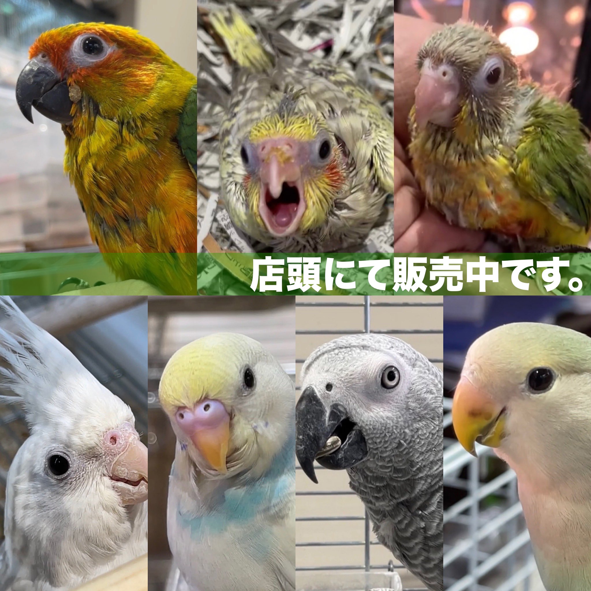 コザクラインコ販売 Twitter Search Twitter