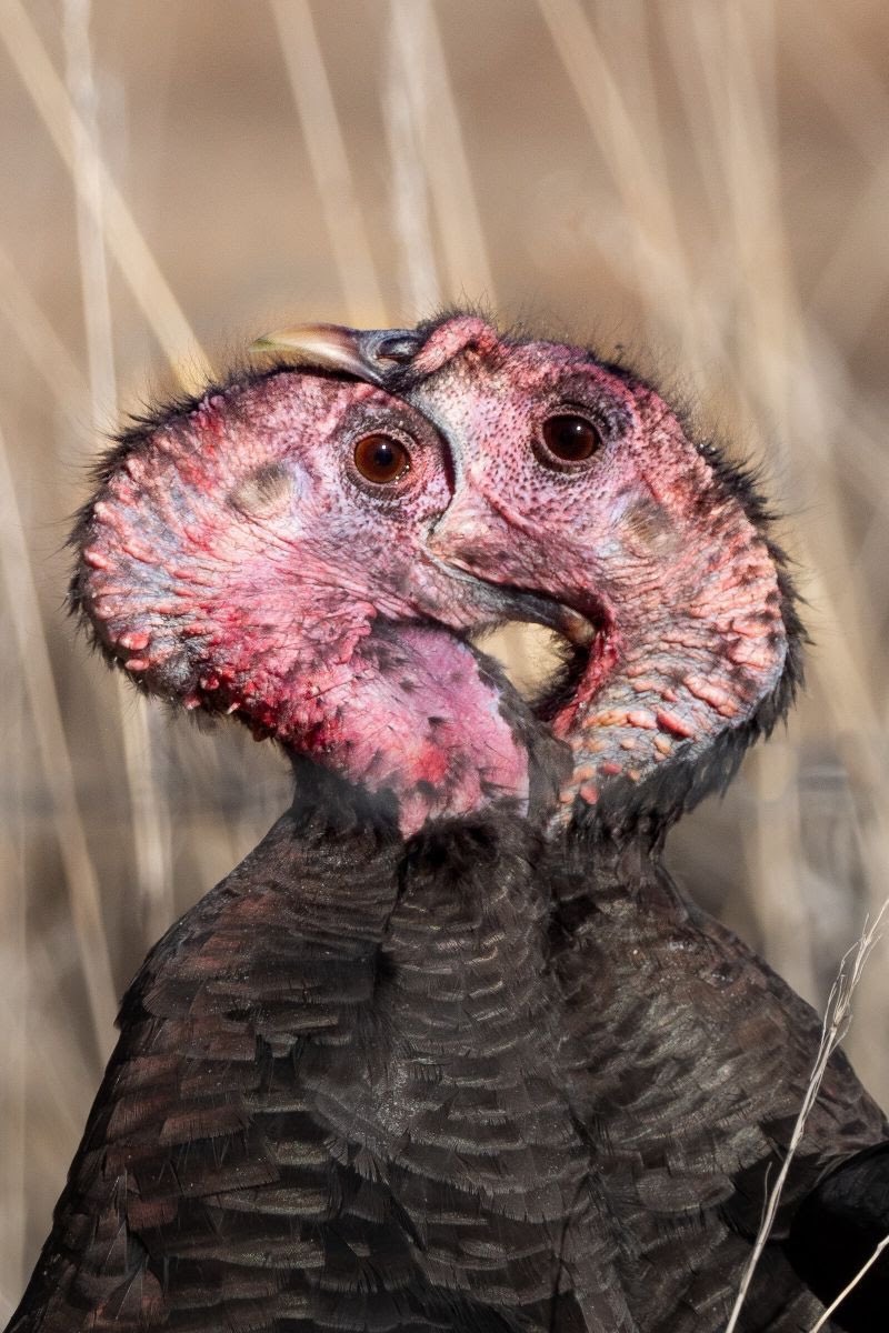 domhall's tweet photo. This is a Wild Turkey. Actually 2 of them.
But I cannot unsee whatever it was that I saw when I woke up and saw what I saw.
I don’t even even what I saw but it was malevolent and won’t go away. #birds https://t.co/0e2wr36tKD