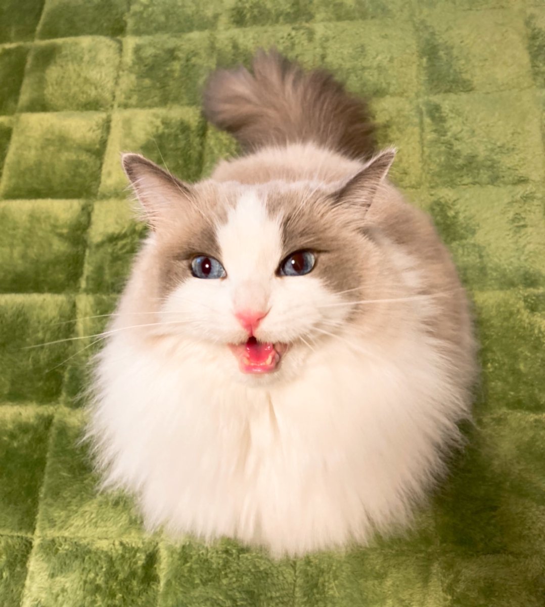 hal_ragdoll's tweet photo. もうすぐ猫の日だにゃ！

＃ラグドール　#猫　#cat ＃猫のいる暮らし　#猫好きさんと繋がりたい https://t.co/u9GebFs6bX
