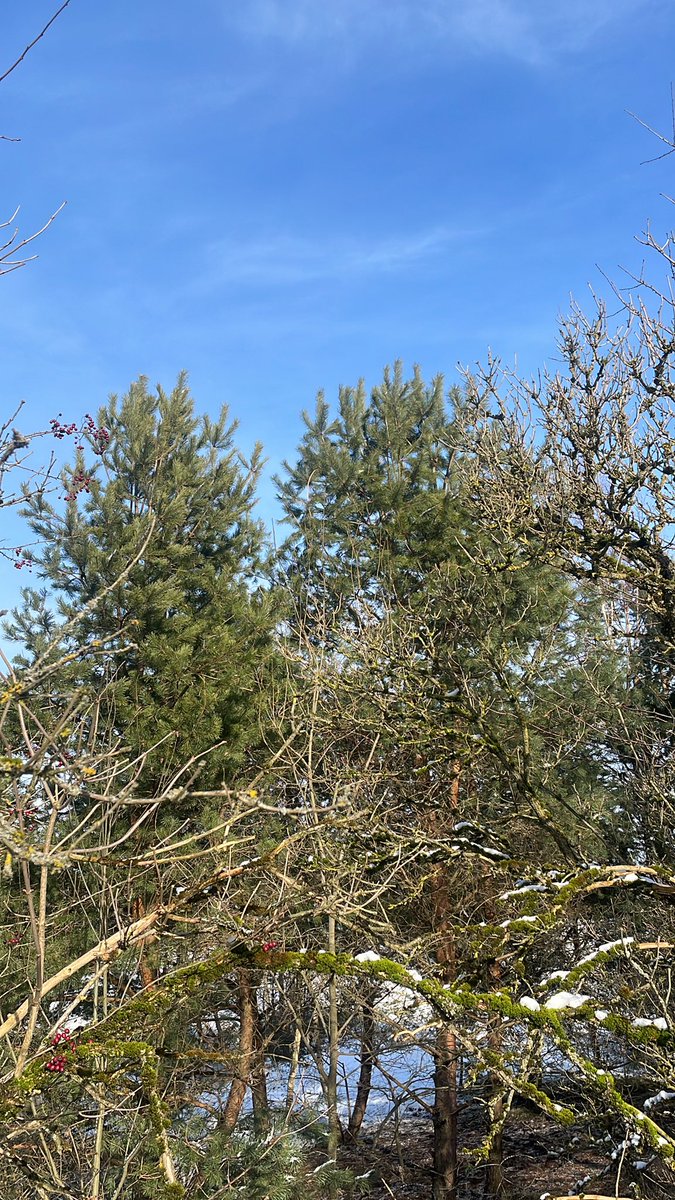 Avokado28's tweet photo. ☀️🌲 https://t.co/bhH80yHQwa