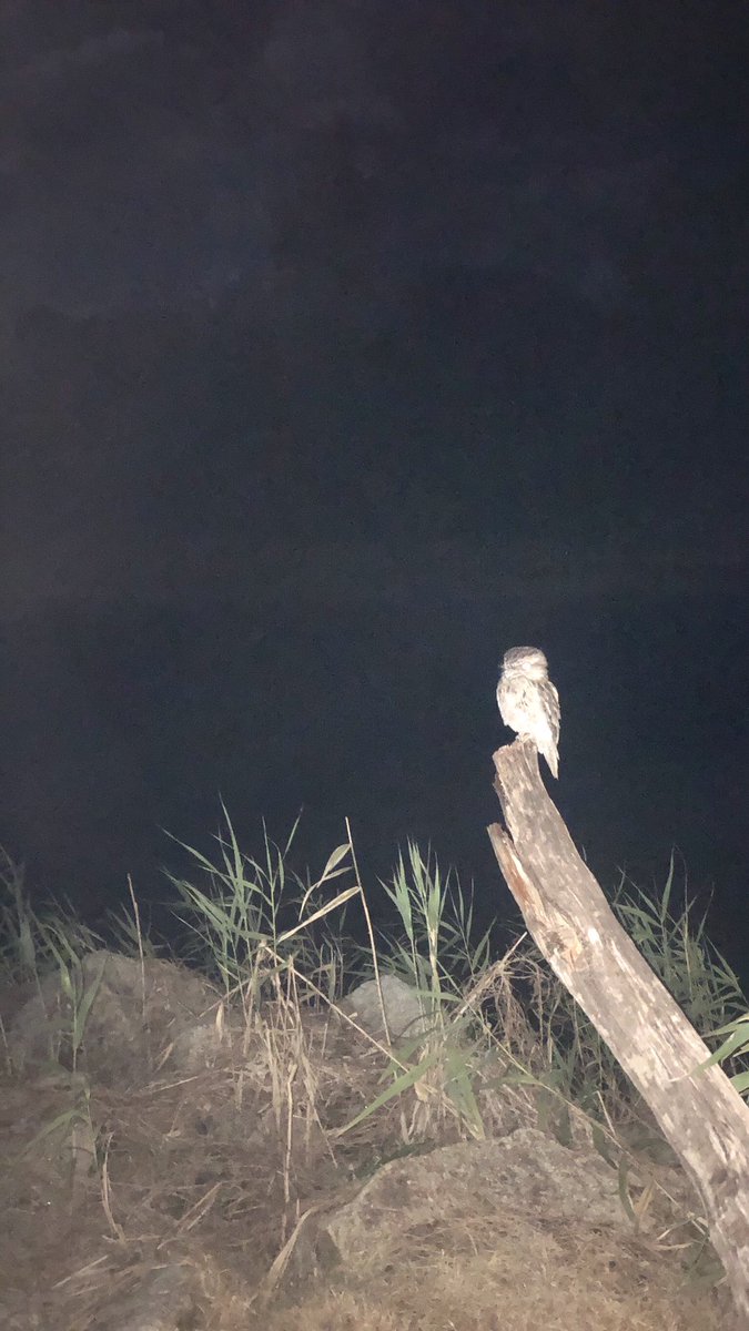 Taking a night walk through South West Rocks was fruitful! Young dingo relying on some anthropogenic food provision, and a little frogmouth!
#WildOz 

Apologies for the iPhone picture quality.