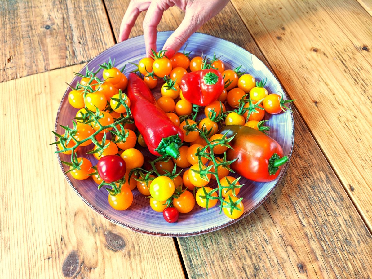 opensrcgardens's tweet photo. Spring is around the corner and we send out starter kits with tasty varieties of #OpenSourceSeeds to help you create a beautiful #OpenSourceGarden.

Order your seeds, join our community and connect with like-minded people across Europe: https://t.co/rFRLbVEe4i

#solarpunk https://t.co/MGCUdcCcsC