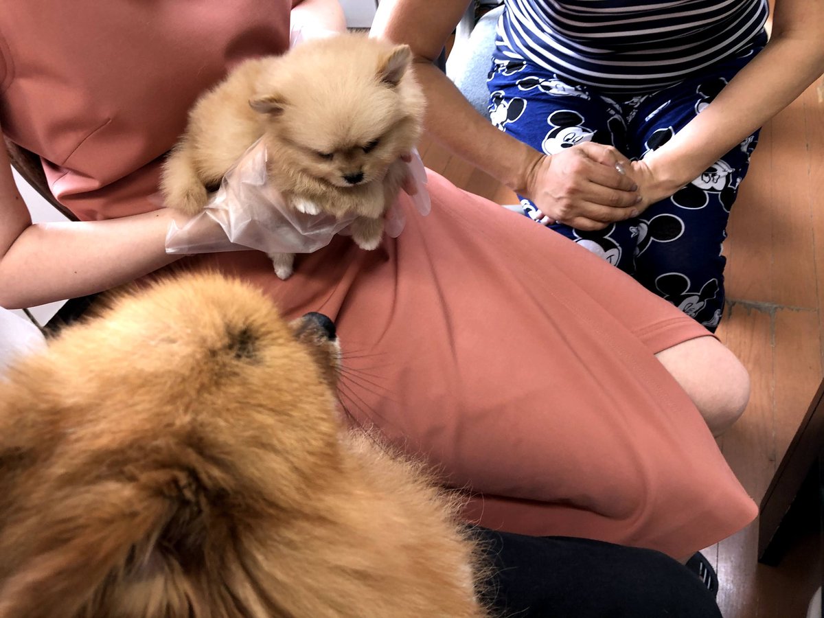 kansukepome's tweet photo. ブリーダーさんのところに子犬を迎えに行った勘助
#新しい友だち　#子犬　#ポメラニアン　#実家にもポメラニアン https://t.co/TF4fMmJAC6