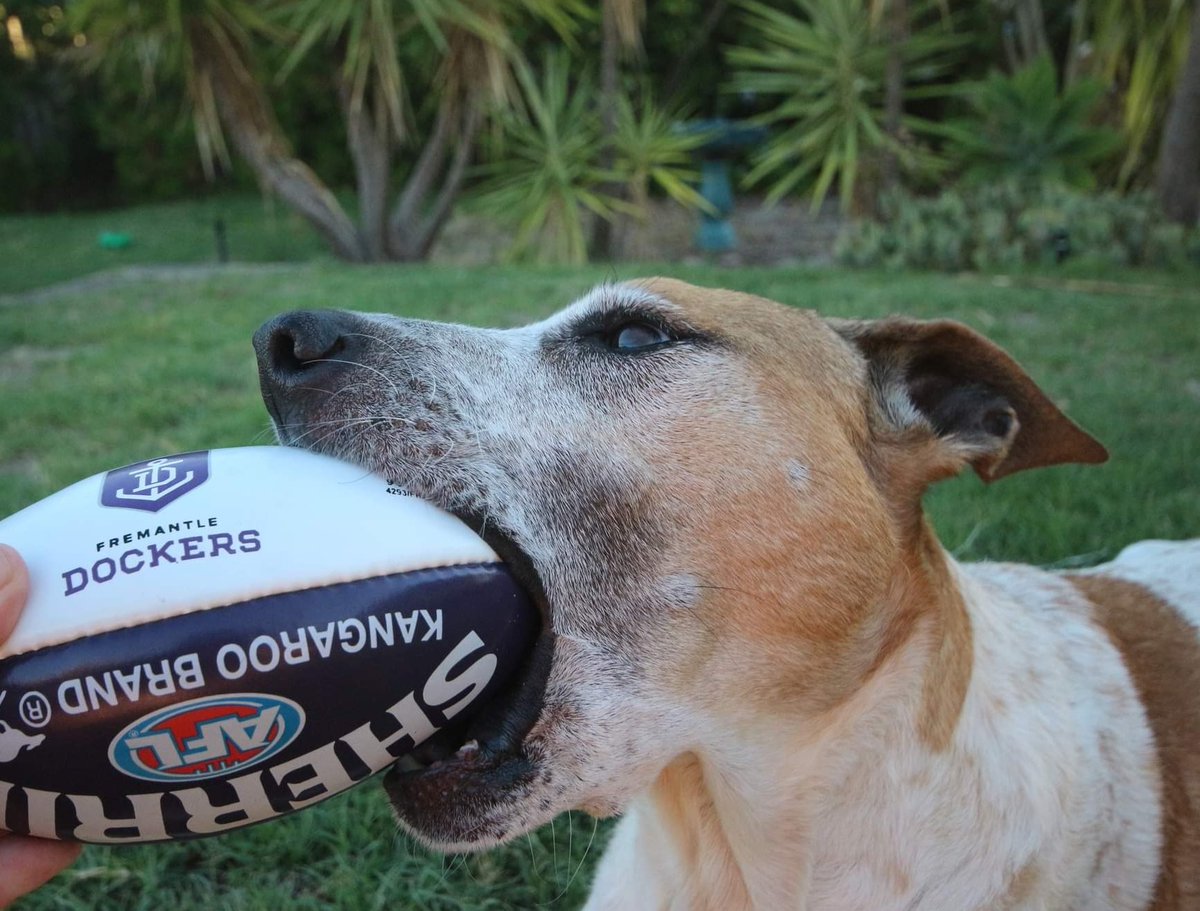 freopics_'s tweet photo. Cassie didn't want to miss out on the Footy.. so she thought she would try and fit one in her mouth 😂
#footylover #sherrin
#freodockers #foreverfreo
#photooftheday #dogoftheday https://t.co/pXXTX1QKxT