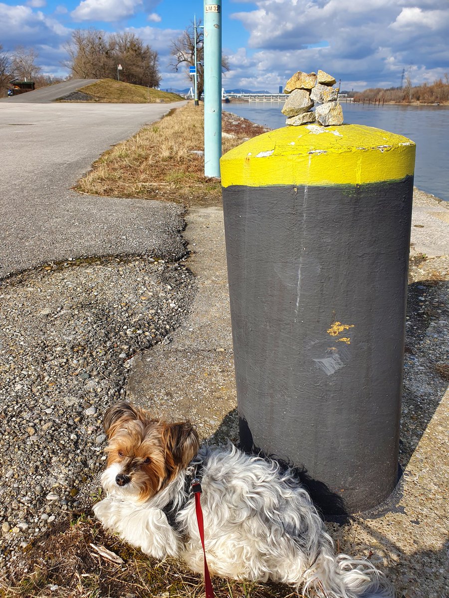 _Lolli__'s tweet photo. Die ☀️ und die angenehmen Temperaturen für einen langen Spaziergang genutzt.
#Wien #Vienna #wienliebe #Freudenau #Donau #Steinmanderl https://t.co/ZXBBZBSwYN