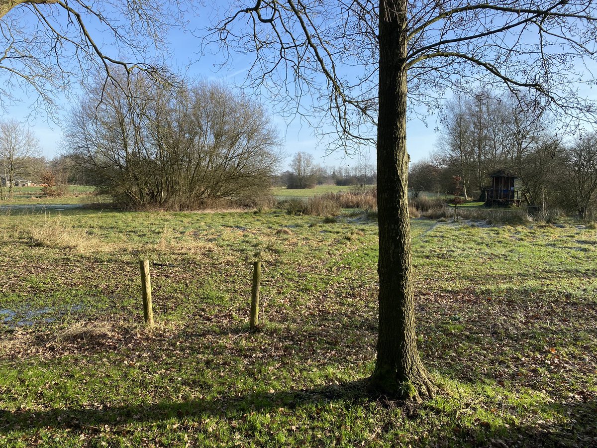 Steenuilen Noord-Drenthe tweet media