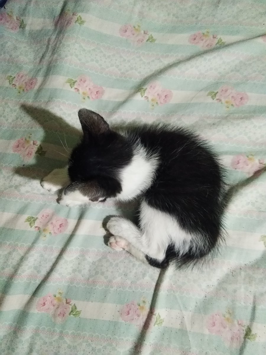 whothatcat's tweet photo. Habis rescue kitten dibuang depan rumah udah dikasih nama kumi, udah dimandiin dibersihin kutunyaa, dibeliin susu sama wetfood terus barusan kumi dikasih ke orang gara gara bapak ngga setuju 😭 https://t.co/W4PGQREa00