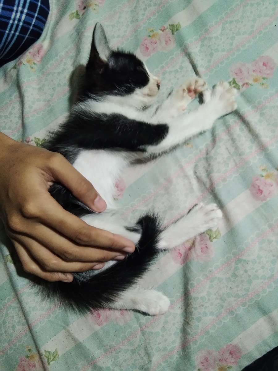 whothatcat's tweet photo. Habis rescue kitten dibuang depan rumah udah dikasih nama kumi, udah dimandiin dibersihin kutunyaa, dibeliin susu sama wetfood terus barusan kumi dikasih ke orang gara gara bapak ngga setuju 😭 https://t.co/W4PGQREa00