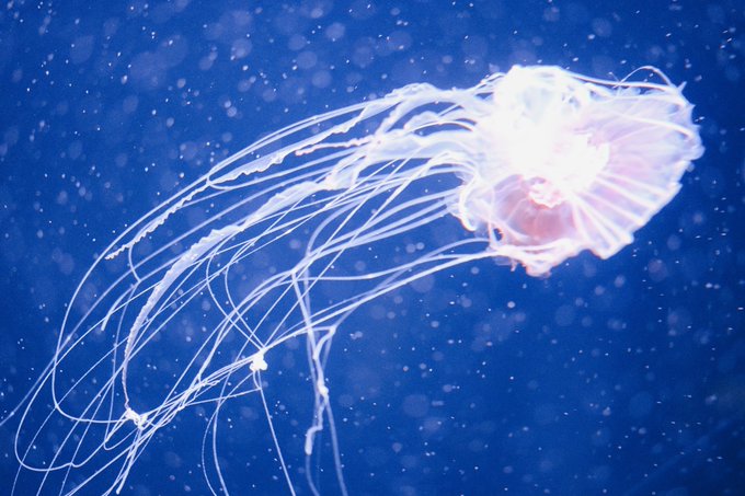 クラゲ 高画質 のtwitterイラスト検索結果 古い順