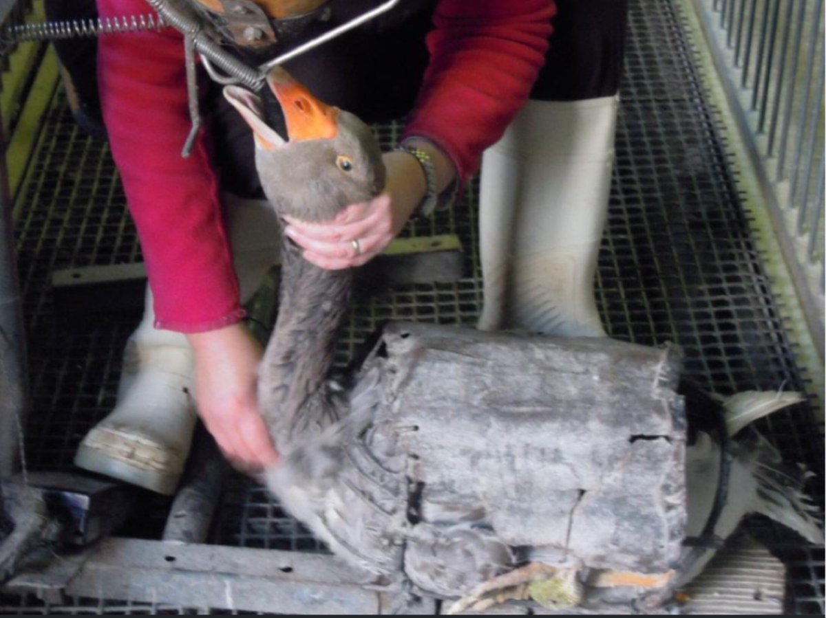 昨日からフォアグラ農家について掲載していますが悲惨で載せれる写真を選んでいますが、これもギリギリ💦

無理やりご飯を食べさせている写真です。体に重い鎧みたいなのと鎖が付いて動けません。太らせる為に何度も食べさせますが、ずーっとガチョウが泣いてい可愛そう😭

#フランス
#フォアグラ