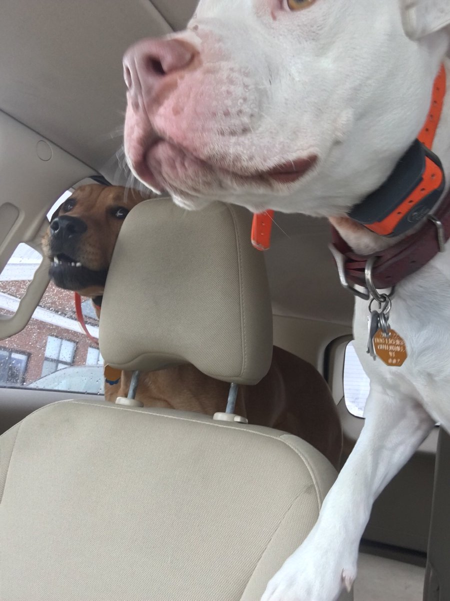 MooseLover78's tweet photo. @MCider621 Hello from Sugar Pie (white) and Peanut Butter. https://t.co/MsssZEvBzN