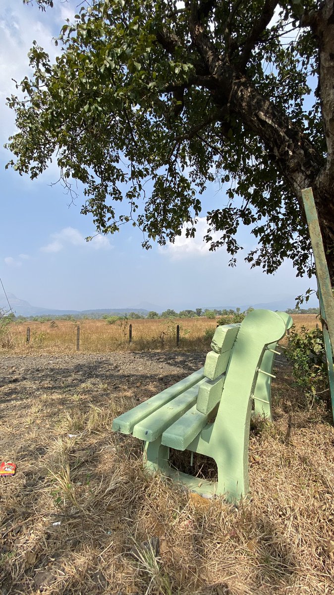 AutoRicha's tweet photo. @MyFaveBench Serendipitous encounter enroute Maharashtra state highway, mesmerising golden wheat fields 🌾 over a clear blue sky ❤️#pewswithviews #benchlove #benchfans https://t.co/qL3tjjXND6
