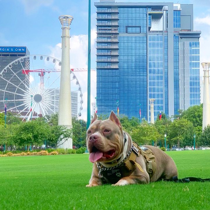 DomSoFit's tweet photo. Headin to #ServiceDog 🐕‍🦺 Class this morning. It’s Levels to this sh!t 🐾 #AmericanBully #XLBully #USMC #VeteranLivesMatter #22aDay https://t.co/53QxTbQKeF