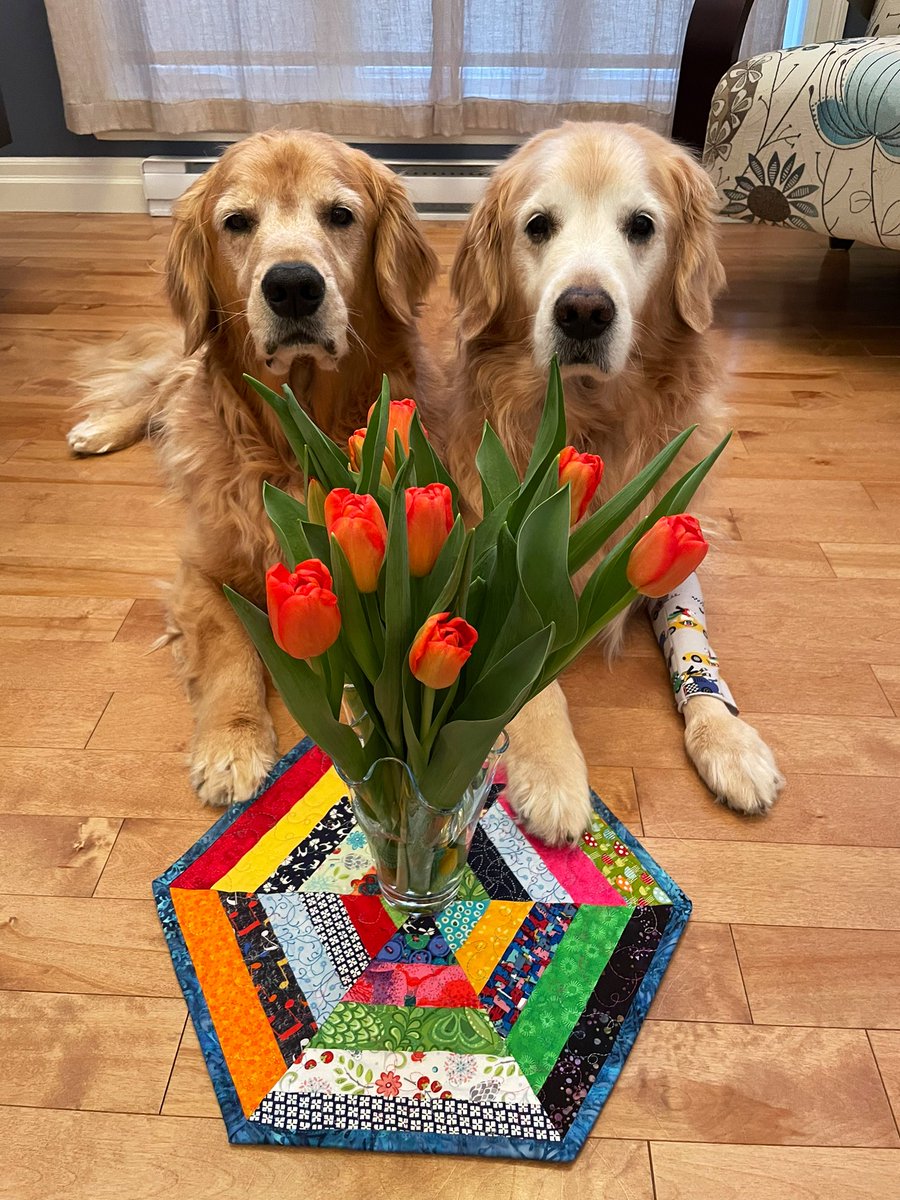 These floofs are for you ❤️🌷😍👋🏼 #dogsoftwitter