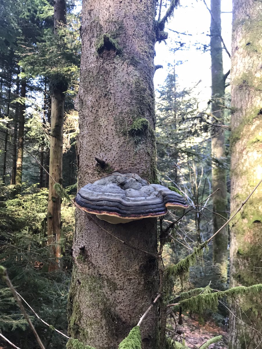 HelenKM22's tweet image. Finally, we made it to the Vosges for our rearranged Christmas trip. Fab walk in the sun with woodsmoke in the air, all the better for the wait!