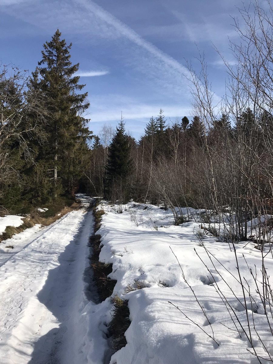 HelenKM22's tweet image. Finally, we made it to the Vosges for our rearranged Christmas trip. Fab walk in the sun with woodsmoke in the air, all the better for the wait!