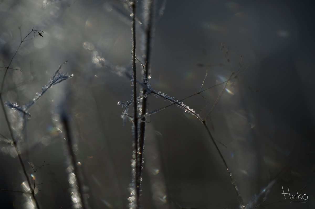 hekokoster's tweet photo. Rewards for early risers #sunrise #frost #morvan #light #life #mybourgogne https://t.co/uqrLCbU6hT