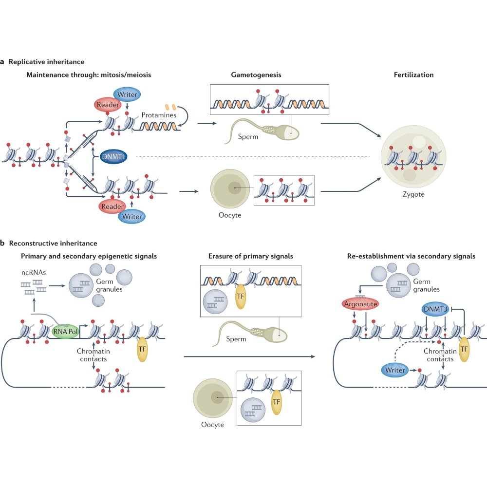 NaturePortfolio's tweet photo. A Review published in @NatureRevGenet discusses the diverse and multilayered mechanisms by which transgenerational epigenetic inheritance can occur in different species. https://t.co/PtEKjdxE5S https://t.co/UV2dATEeCE
