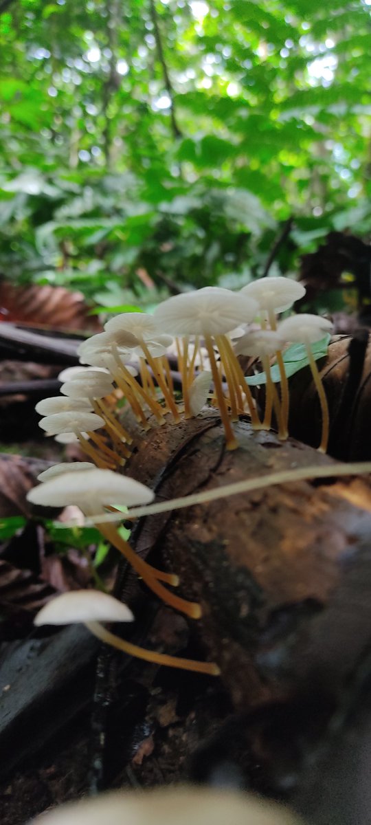 el_Anaranjado's tweet photo. > Honguitos en La Cordillera Escalera 💚 @Fungi_Cosas
#Funji
#Photography
#Mushrooms
#PicOfTheDay
#Hongo https://t.co/qbUK08SRNi