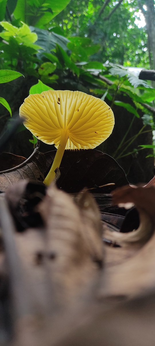 el_Anaranjado's tweet photo. > Honguitos en La Cordillera Escalera 💚 @Fungi_Cosas
#Funji
#Photography
#Mushrooms
#PicOfTheDay
#Hongo https://t.co/qbUK08SRNi