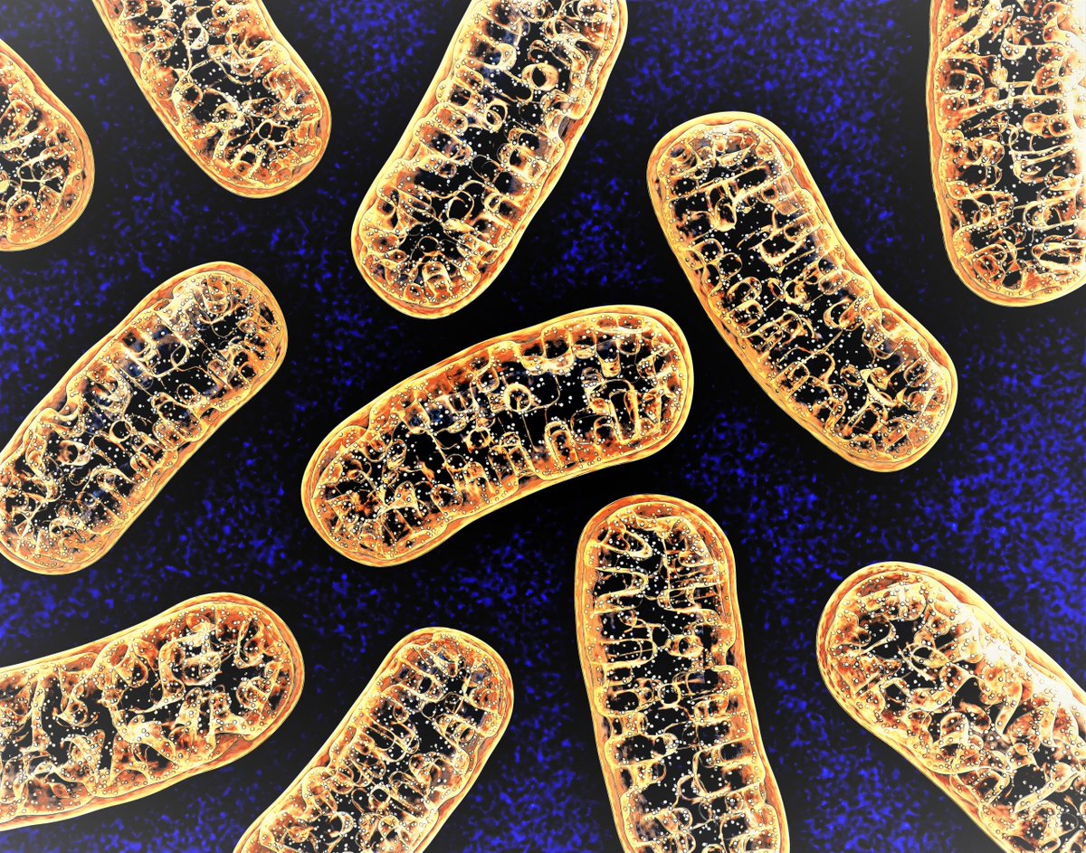 SEED OILS AND YOUR MITOCHONDRIA

How eating seed oils break your most important cellular machinery...
 
Thread 🧵