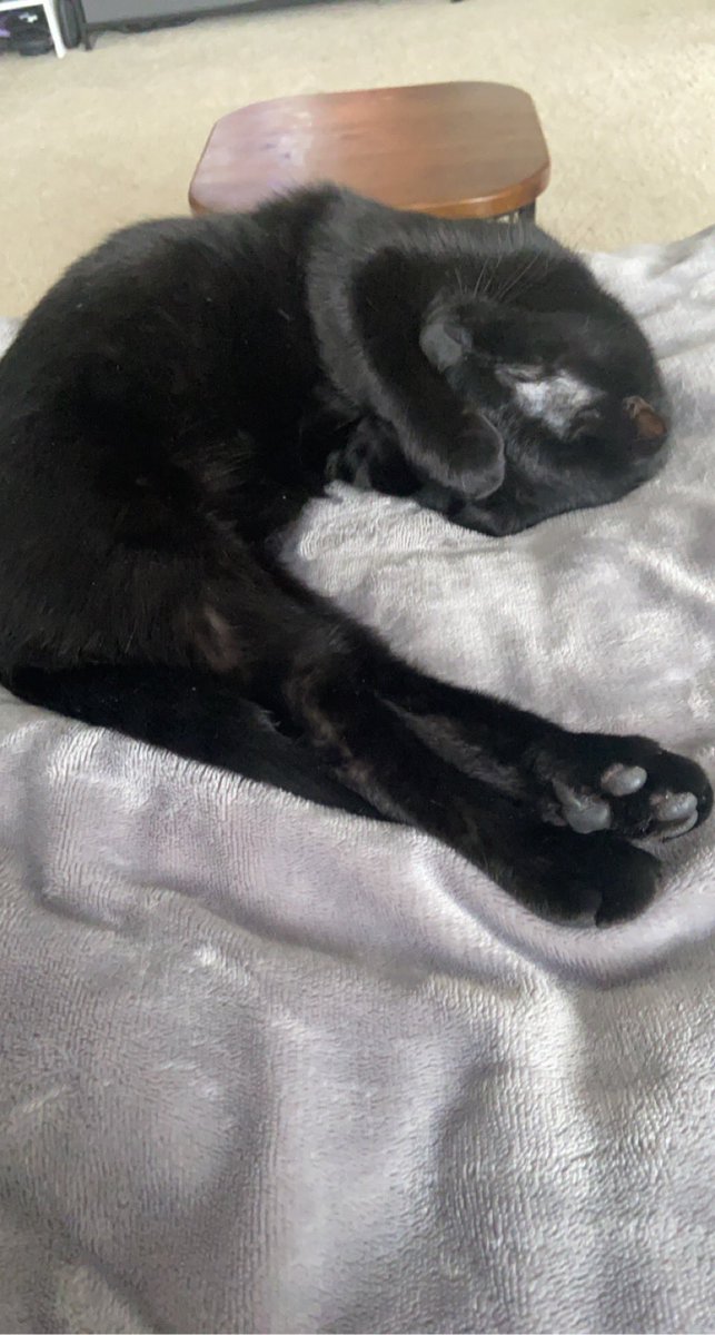 WldKelsoAppears's tweet image. This is a shrimp appreciation post 🍤🖤 #ichabod #voidkitty