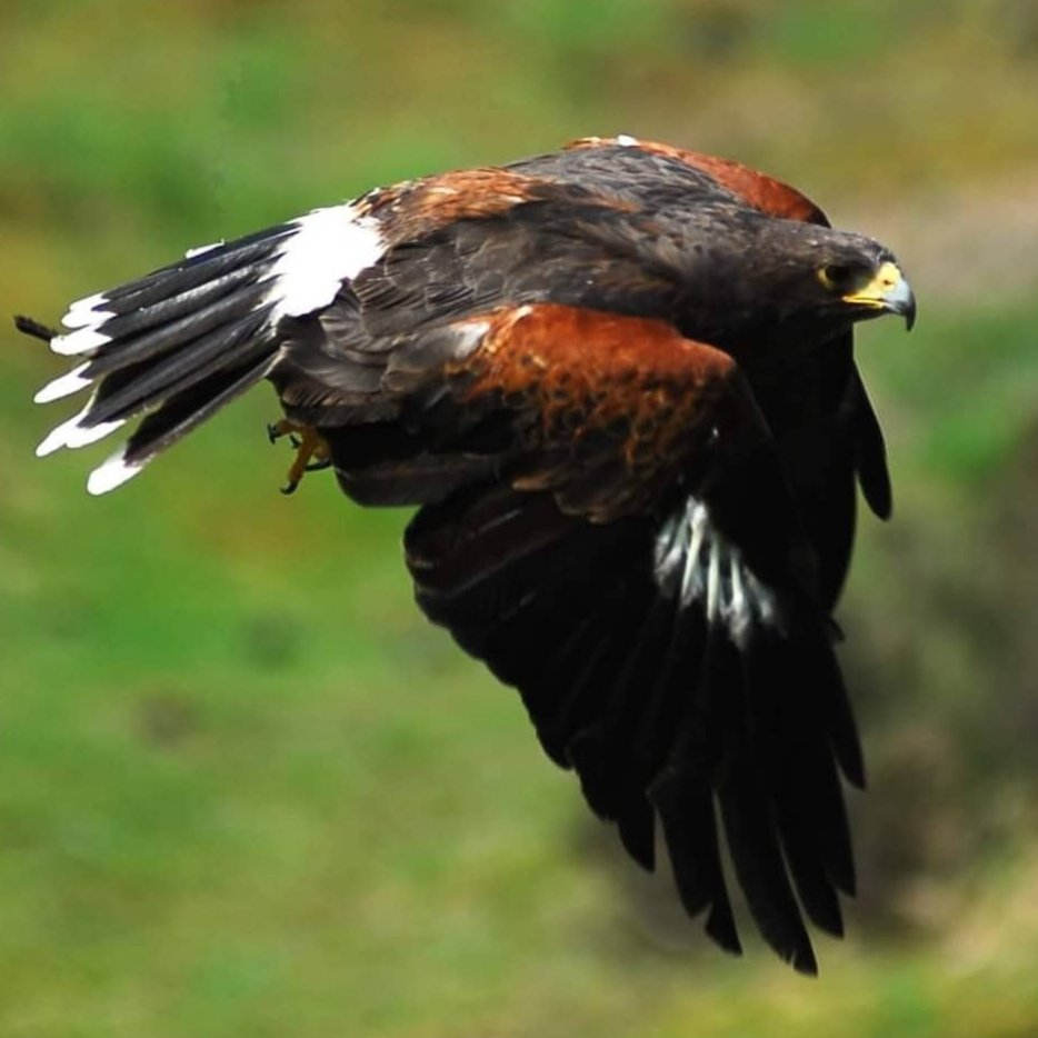 Leo Hens (@leohens57) on Twitter photo 