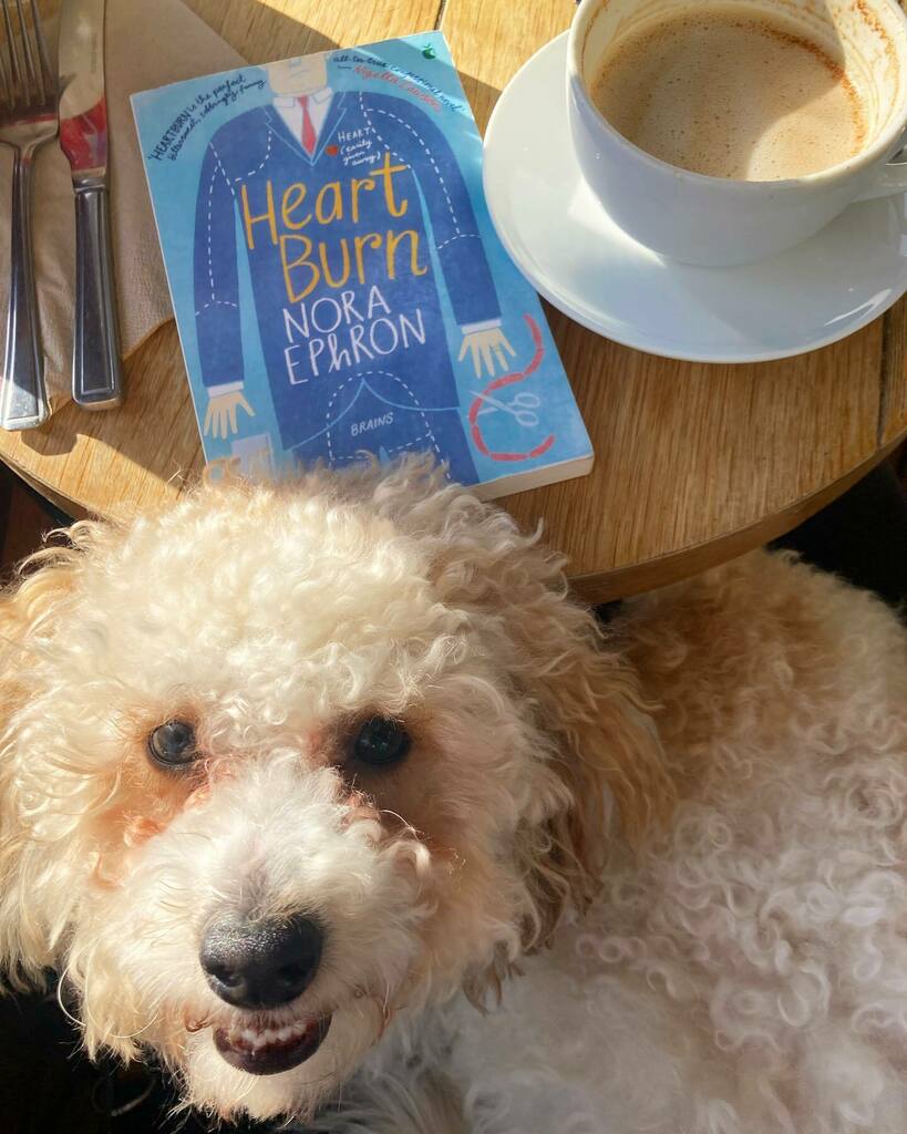 lucypapoosky's tweet photo. Perfect Saturday is perfect. 

#dogsofinstagram #poochonsofinstagram #poochon #poochonpuppy #puppiesofinstagram #cosmobrown #bichoodle #bichoodlesofinstagram #bichoodlepuppy https://t.co/aJEDCSVa68 https://t.co/5sla1AxwG4