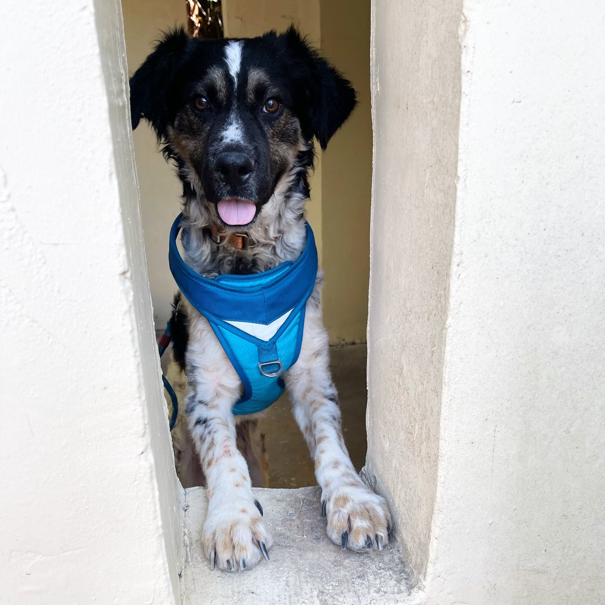2TravelingDogs's tweet photo. This is Fruitycake. Whatever the weekend is, I’m ready for it. #barkbarkbark #pullpullpull #LetsDoThis https://t.co/KEPoc67zmr