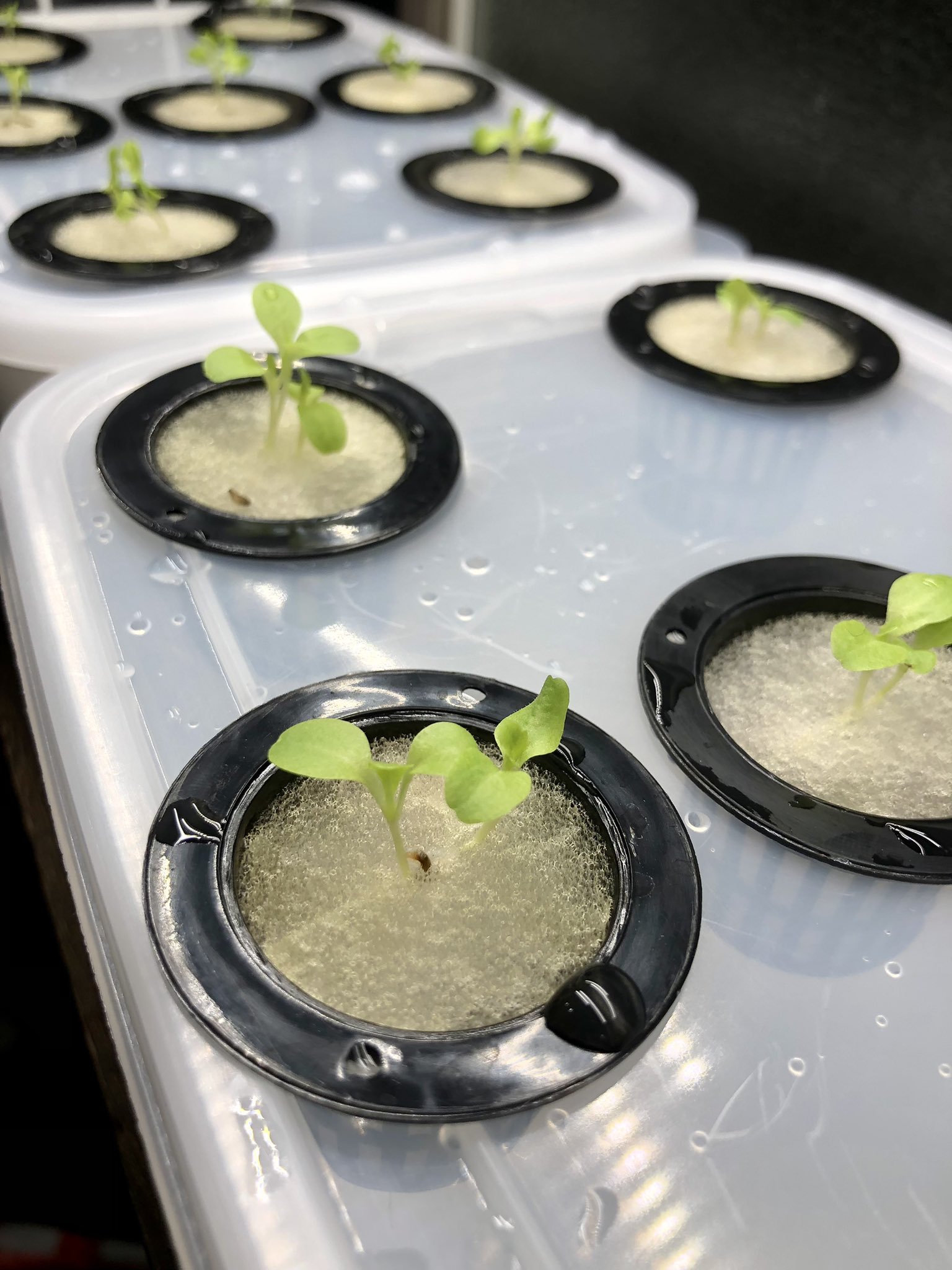 グラパラリーフ Twitter Search Twitter