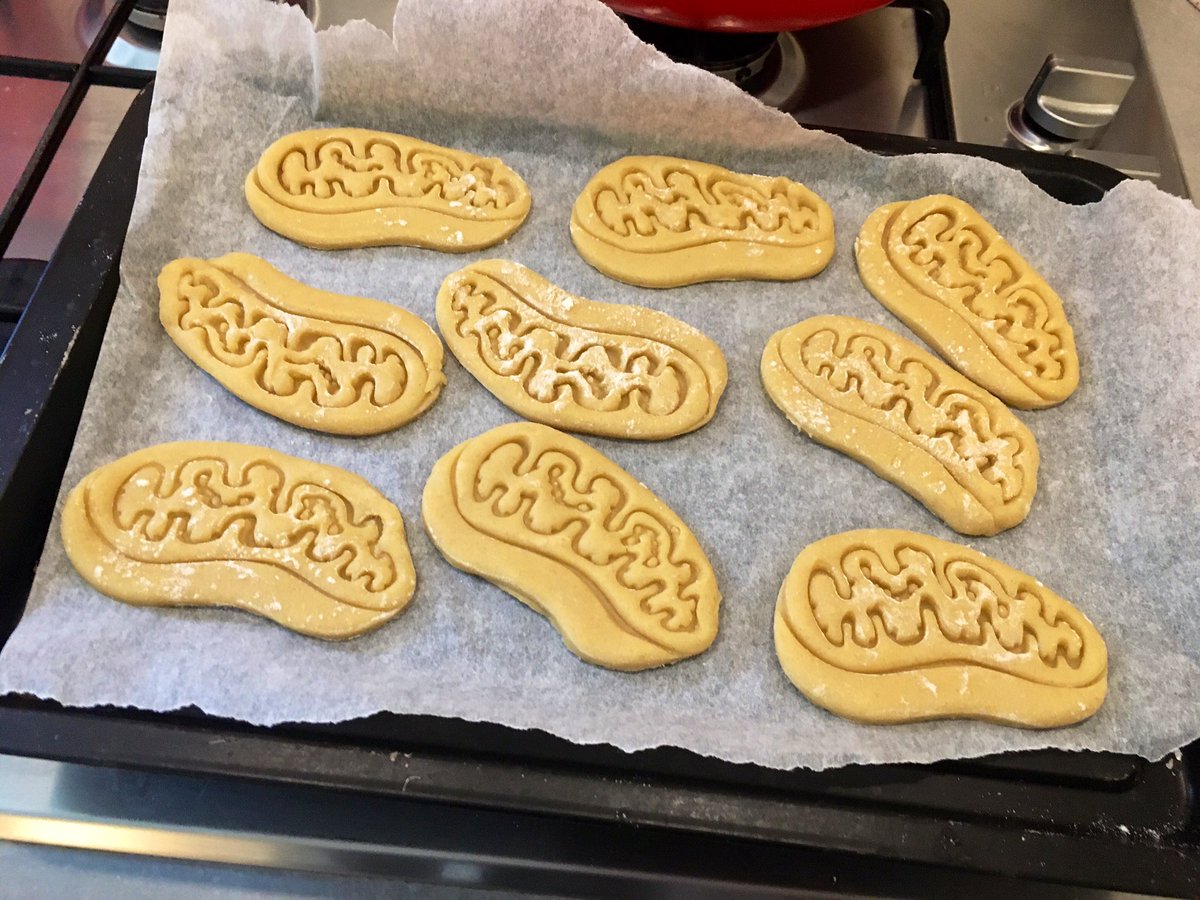 amykholt_'s tweet photo. Canโt wait to aerobically metabolise these ๐๐ช
#Mitochondria #PowerhouseOfTheCell #ScienceBaking https://t.co/75xeEyF5dz