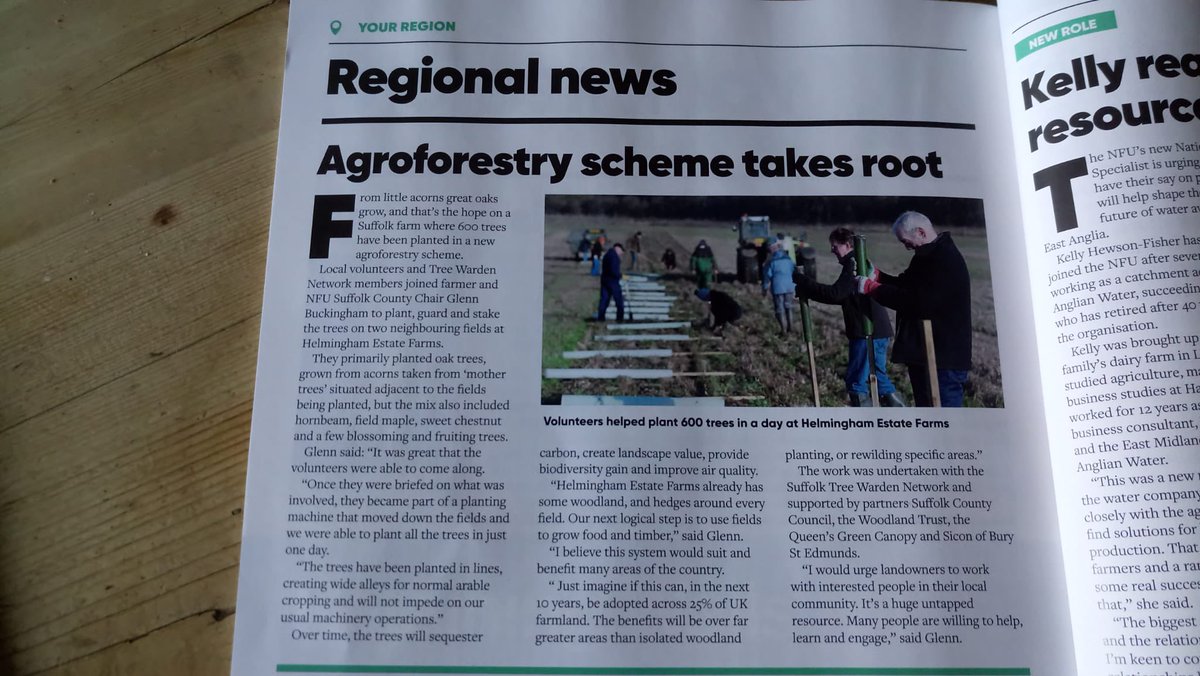SuffolkTrees's tweet image. @NFUBFGmag @NFUEastAnglia @NFUCountryside @SuffolkBIS @farmingonline @SiconFoundation @WoodlandTrust @QGCanopy @suffolkcc #agroforestry #CommunityTreeNurseries local #SuffolkTree seeds, back in the land as 1 year saplings, the future beckons