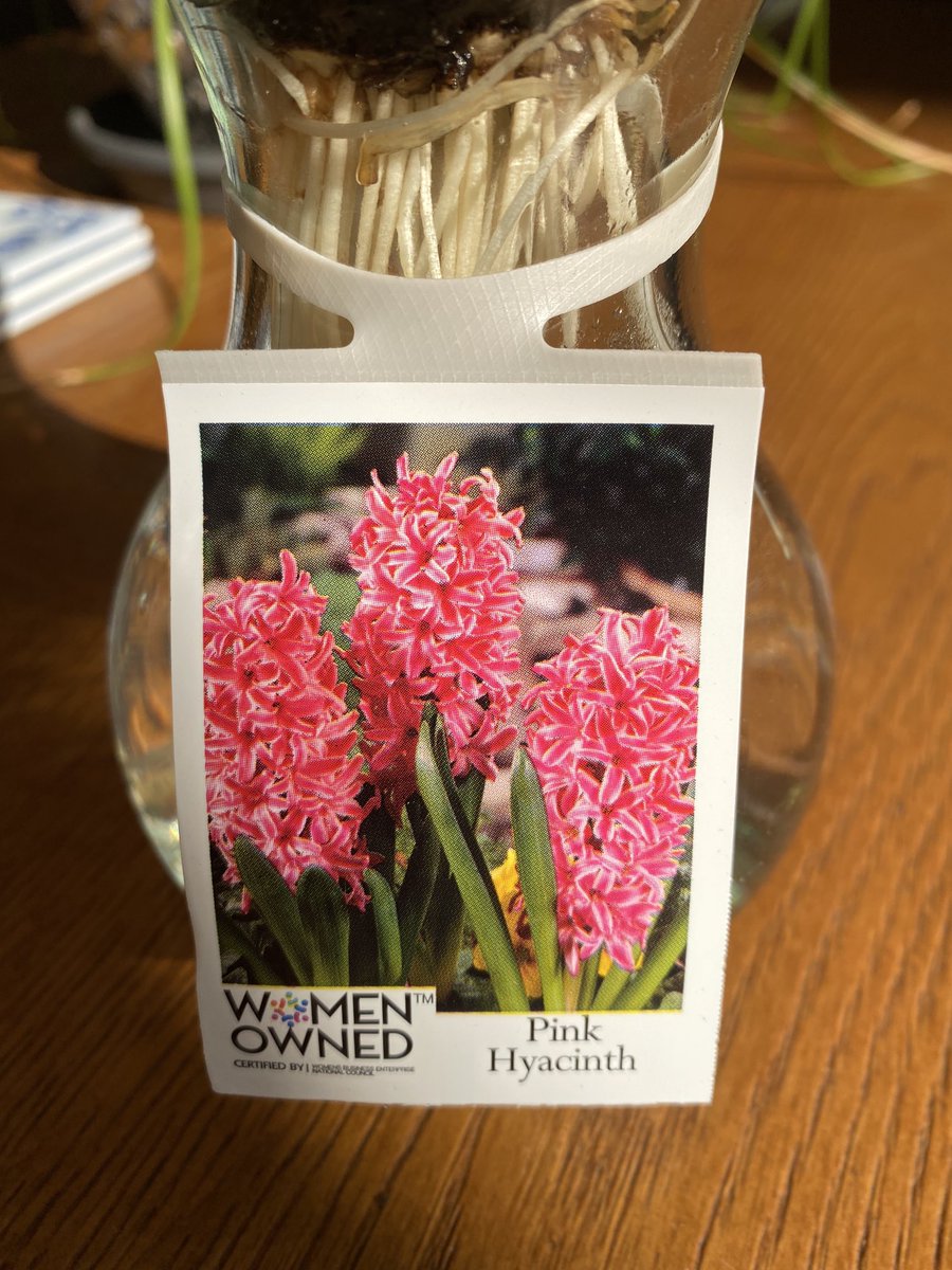 FredArevaloC's tweet photo. Blue and Pink Hyacinth Women Owned products! https://t.co/7qTeqlxArp