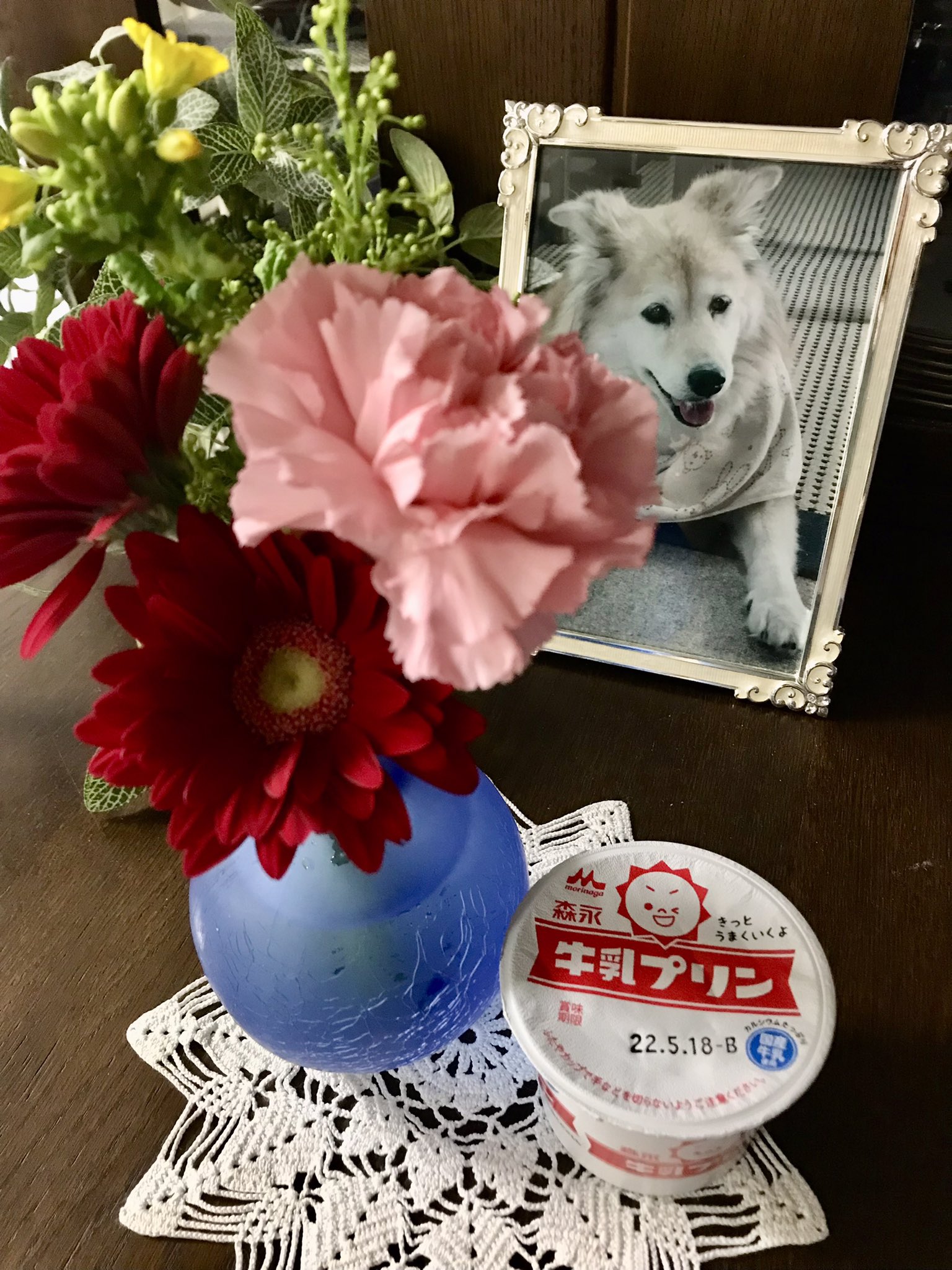 Smoky Pink 昨日は先代犬の命日でした もう5年かぁ でも治らない病気だと知ってからの毎日は 今でも鮮明に思い出せる 本当に頑張ったよね とっても優しくて賢い子だったなぁ 人生で初めて飼った犬がモコちゃんで良かった 今もずっと尻尾の骨の入っ