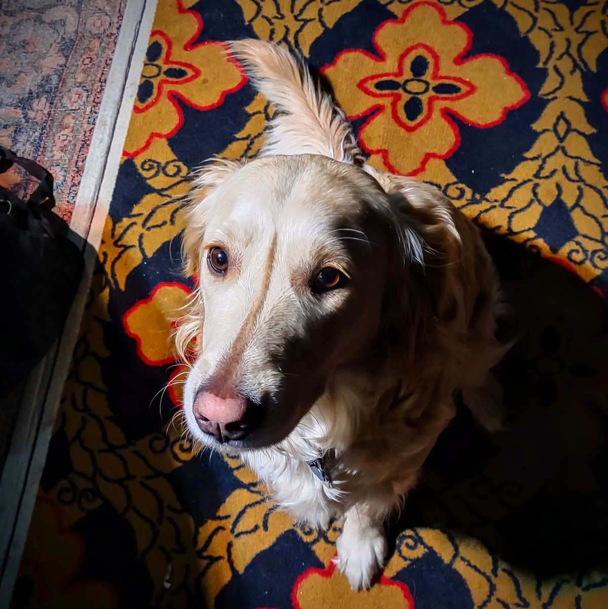 SPSoundWork's tweet photo. Good shop dog is good
#SouthPortSoundWork
#GoodDog
#ShopDog https://t.co/NDPZwEhGEY