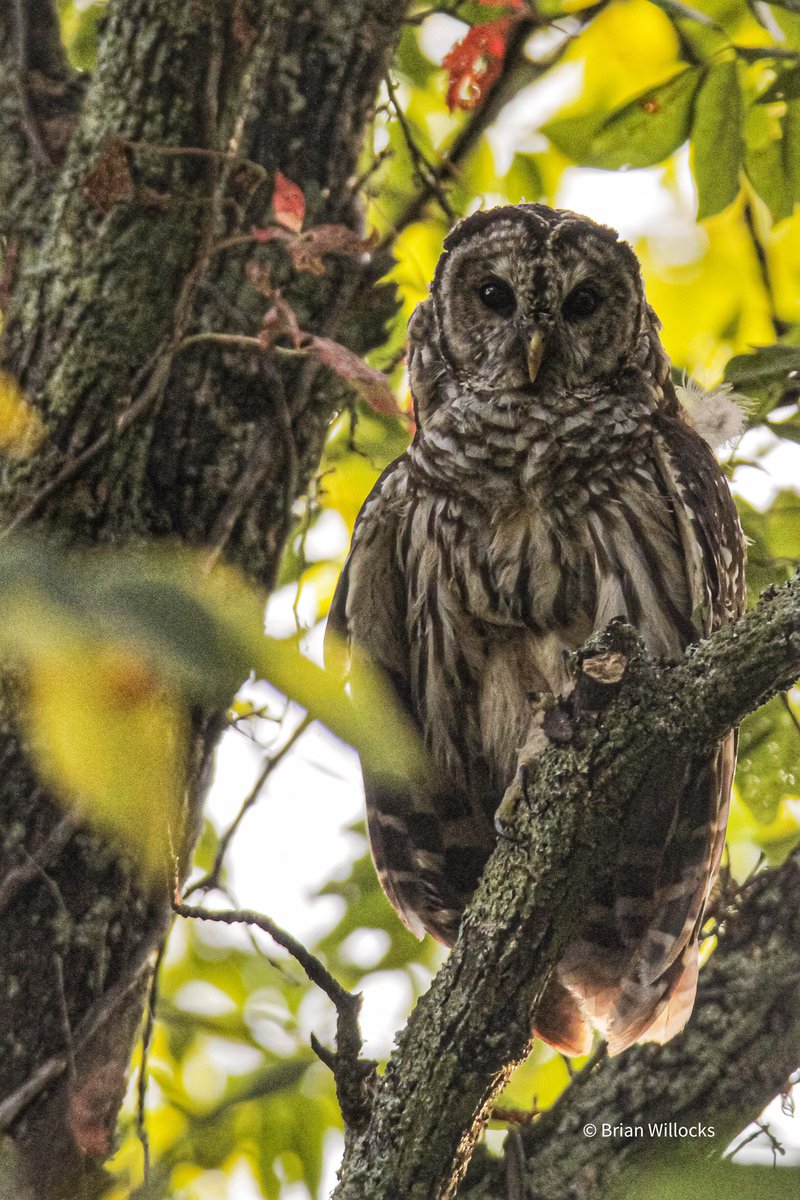 There is immense joy in just watching all the little creatures in nature.
Bob Ross

#NaturePhotography #Canon #Owl #getoutside #wildlifephotography #tnwildlife #canonwildlifephotography