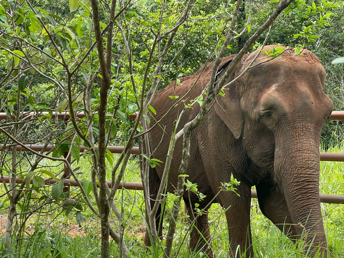 Make like Mara and get outside to enjoy nature this weekend! Share your Saturday plans with us down in the replies ⤵️ 🐘  #HappyWeekend #Elephant