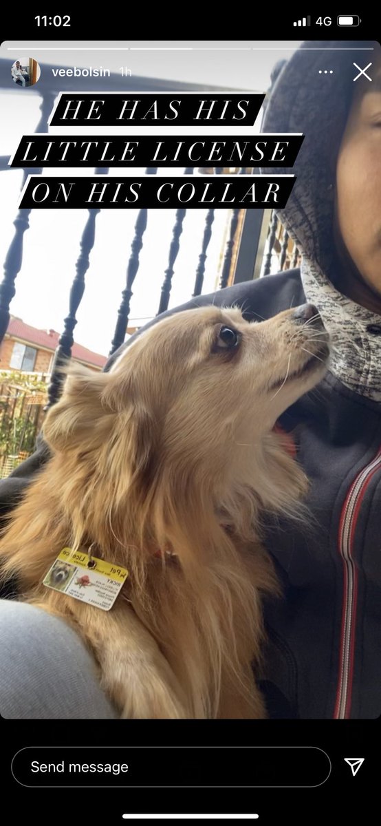 hey Twitter fam, could everyone please keep an eye out for our lil boy ricky 🥺 he’s gone missing around the bonnyrigg heights/green valley area, pls share this around so we can find him 😭😭😭 tysm 🤍🤍