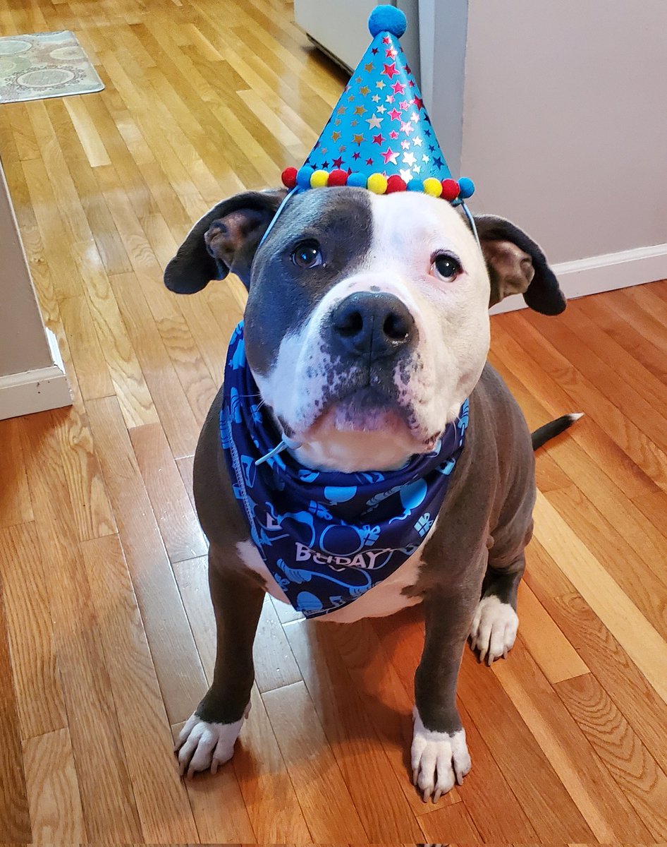 Thor the All American Bully tweet media