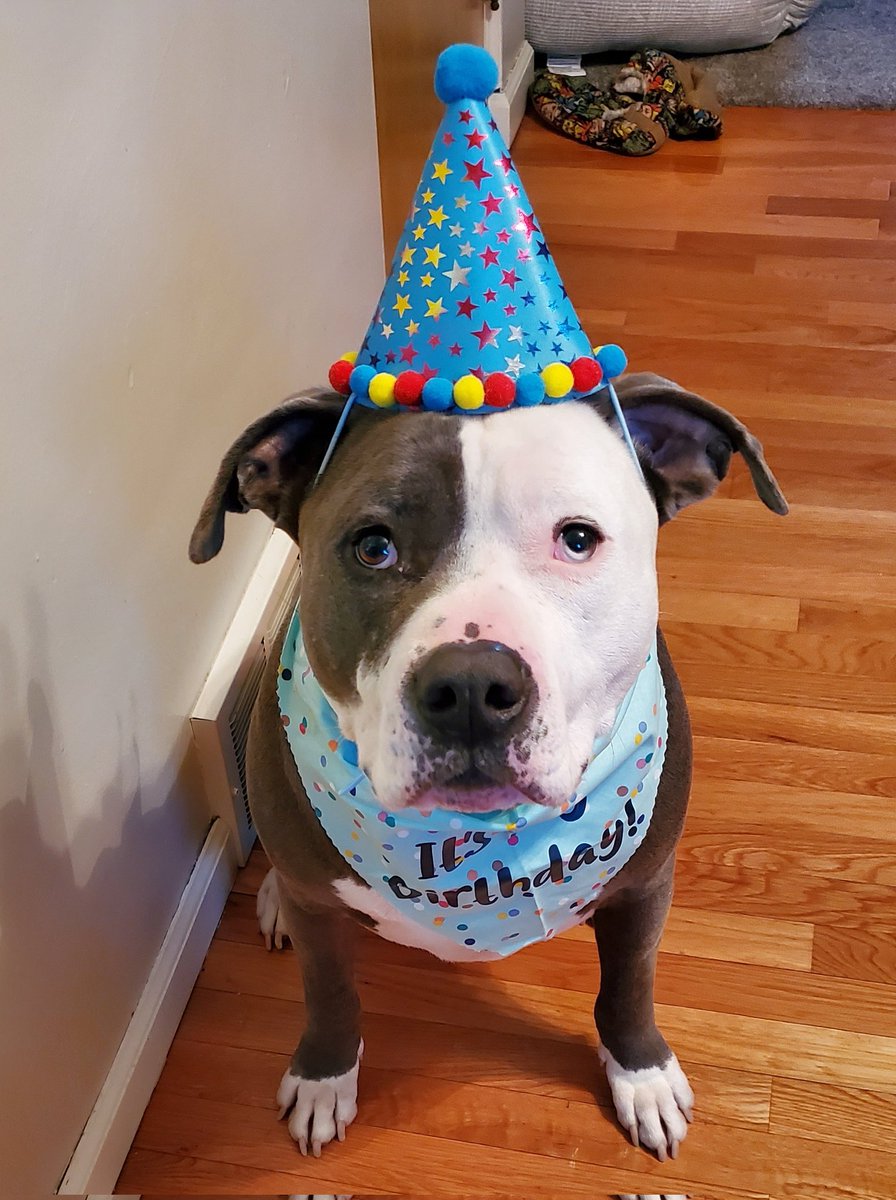 Thor the All American Bully tweet media