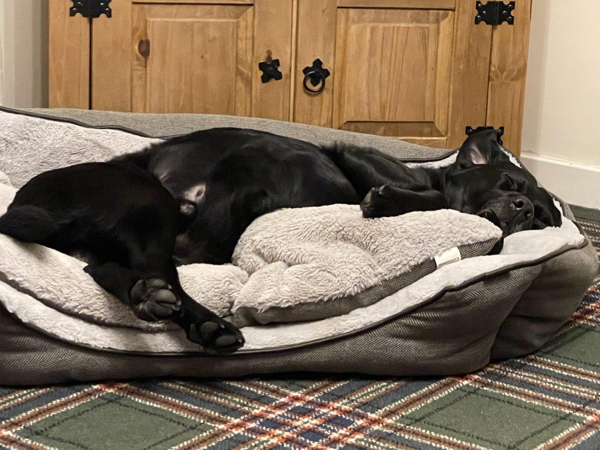 GillianSurgey's tweet image. Almost a week away from home &amp;amp; I’m worn out with all this excitement. #Puggled 🏴󠁧󠁢󠁳󠁣󠁴󠁿