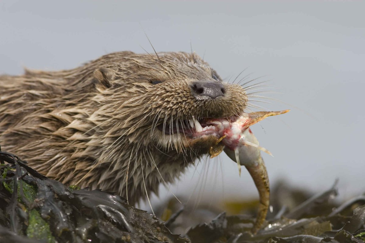 Nature_Scotland's tweet photo. JOIN OUR TEAM ON THE ISLE OF #MULL 👇

We are excited to be hiring a seasonal Naturalist again to help deliver our wildlife experiences on the island this year (April - Oct). Please see the link below...

https://t.co/ea10YxlRR9

#EcoTourism #IsleofMull #NatureBasedJobs https://t.co/FDYZ89hA6c