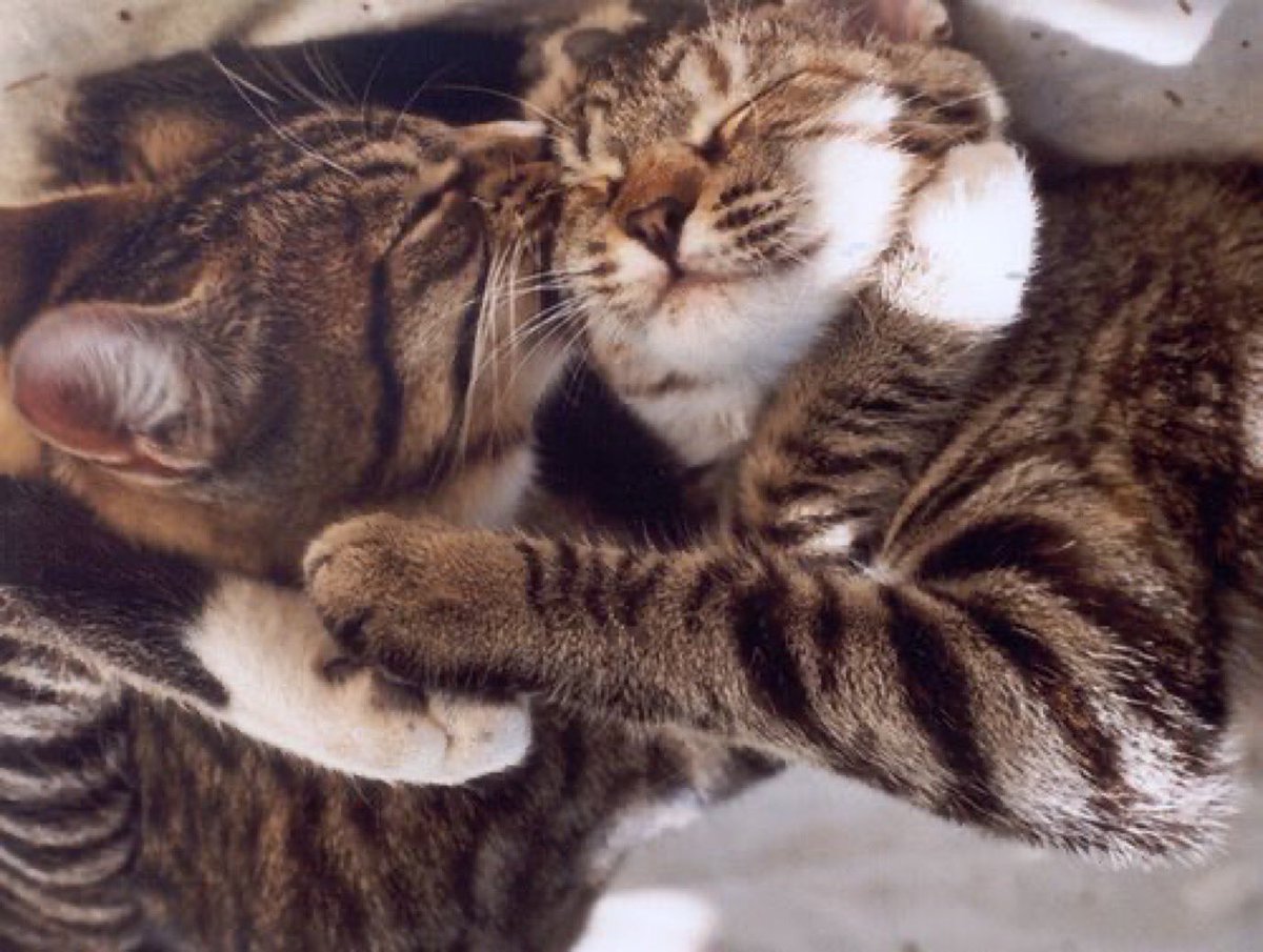 Обнимать кошку. Кошки обнимаются. Котики обнимашки. Влюбленные котики. Кошки в обнимку.