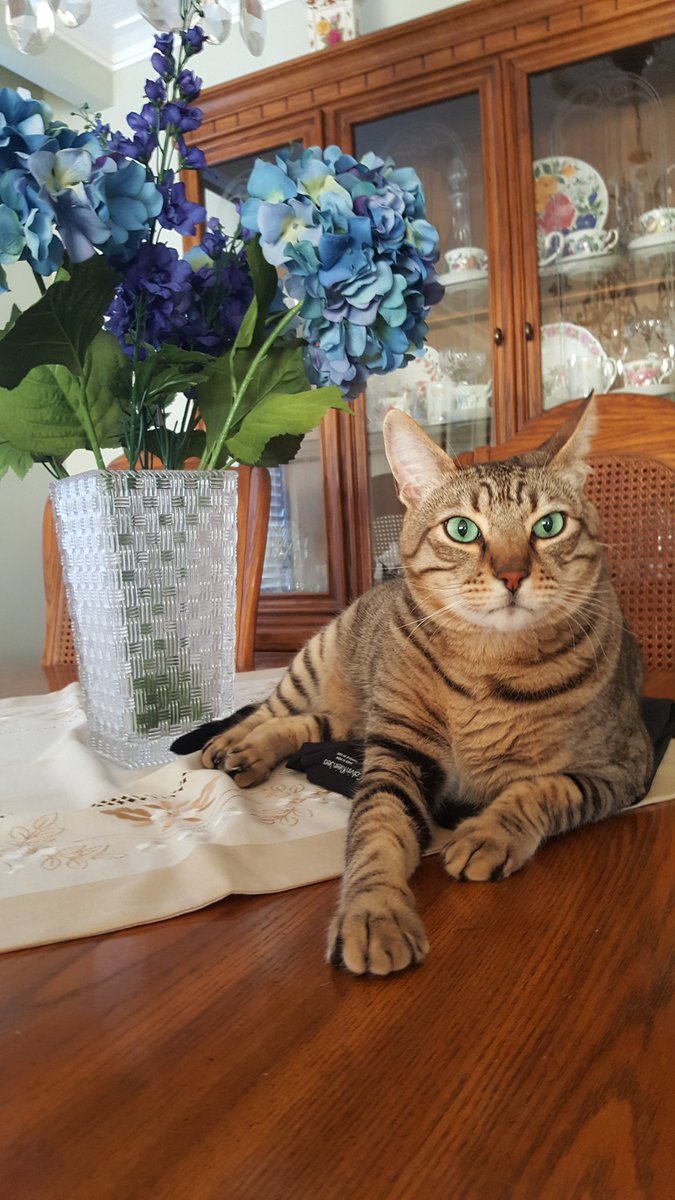 linmcgowan's tweet photo. Happy 12th birthday to our himhim, our boobidey,Mr. Oliver. You light up every room &amp; every heart. So blessed to be your hoomans. So much joy all these years,it feels like only yesterday u nuzzled into our hearts. We ❤ u to the moon &amp; back boo #CatsOfTwitter #Caturday🎂🥳🐱🐾🥰 https://t.co/2M9RIsqnFc
