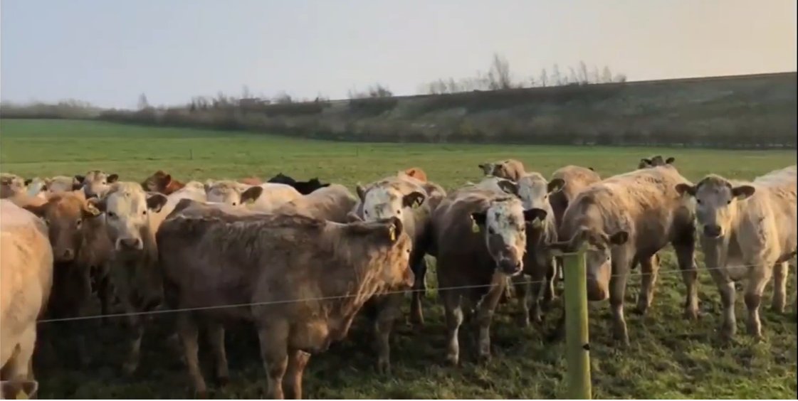 The yearling heifers in Newford Farm were turned out to grass on the 20th of January. Due to the exceptional good weather in the autumn of 2021, the weanling heifers were left at grass for as long as possible. More here bit.ly/3BCD1mc <a href="/TeagascBeef/">Teagasc Beef</a> <a href="/dawnmeatsgroup/">Dawn Meats</a>