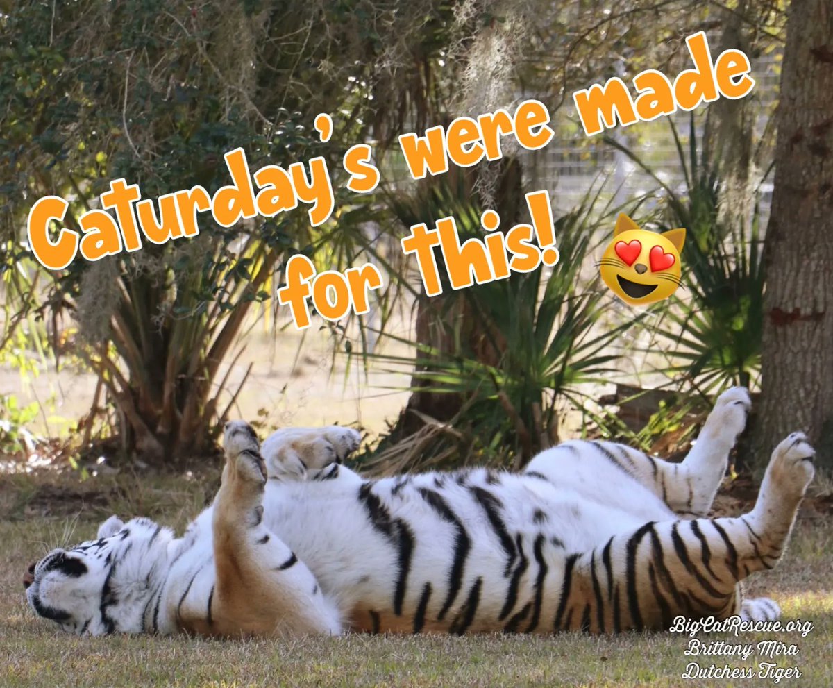 Caturday’s were made for this! 
~Dutchess Tiger 

#DutchessTiger #BigCats #BigCatRescue #Rescue #Caturday #Relax #Funny #Fun #Cats #Tiger #CaturdayFun #CaroleBaskin #Wildlife #Nature