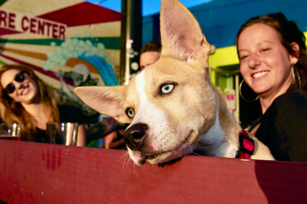 kilowattbeer's tweet photo. Has it been a #RuffWeek? Grab the leash and blow off some steam at Kilowatt Ocean Beach on our pup friendly patio where every dog has its day. Our beertenders even have treats for your furry friends too! π https://t.co/wntf5SVlja