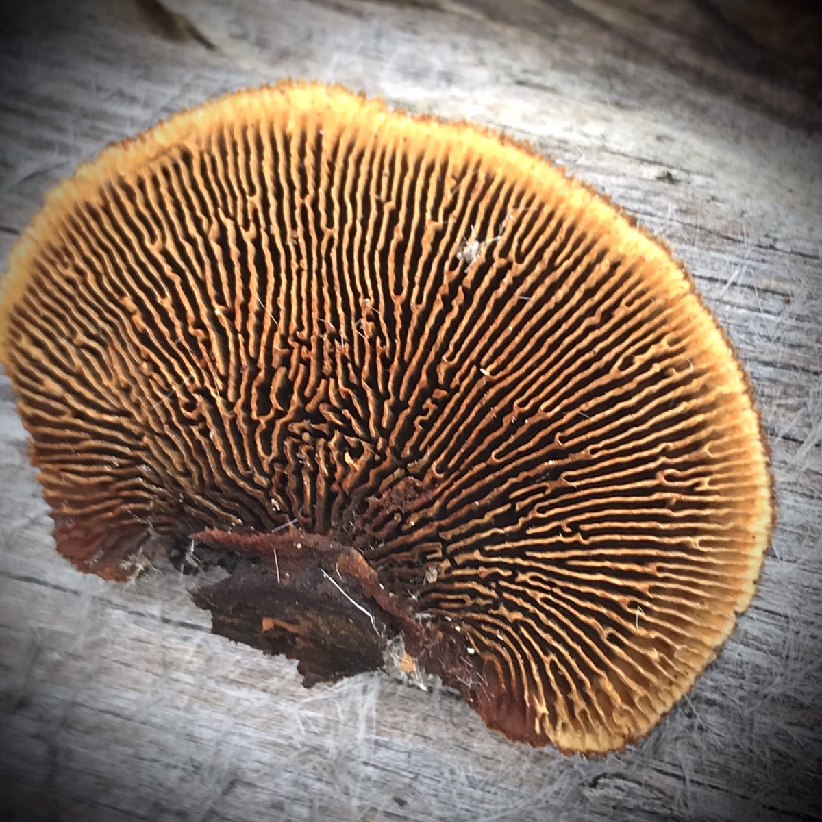 boletebill's tweet photo. Gloeoporus sepiarium, commonon conifer and treated wood. Brown rot fungus#ecology #mycology #boletebill https://t.co/i83XI1GfJG